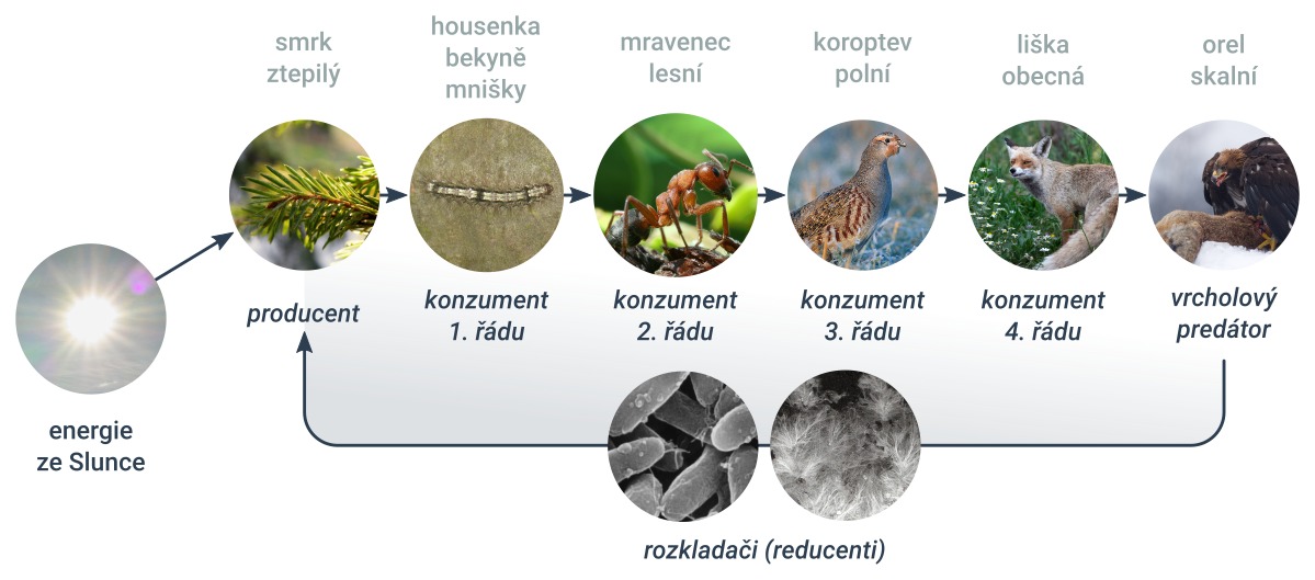 znázornění potravního řetězce