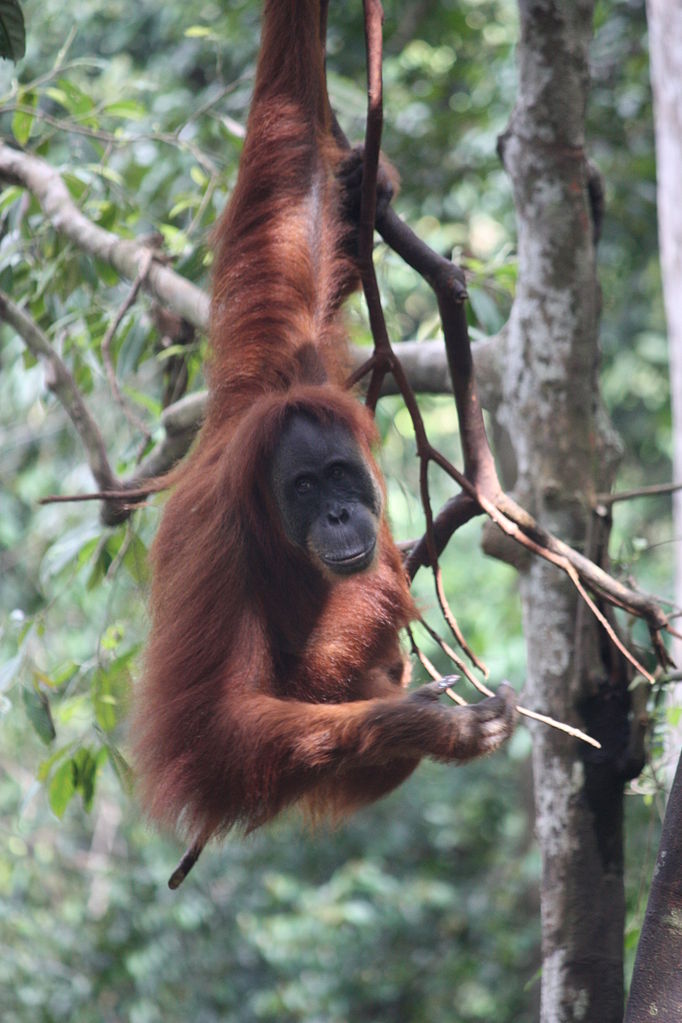 orangutan bornejský