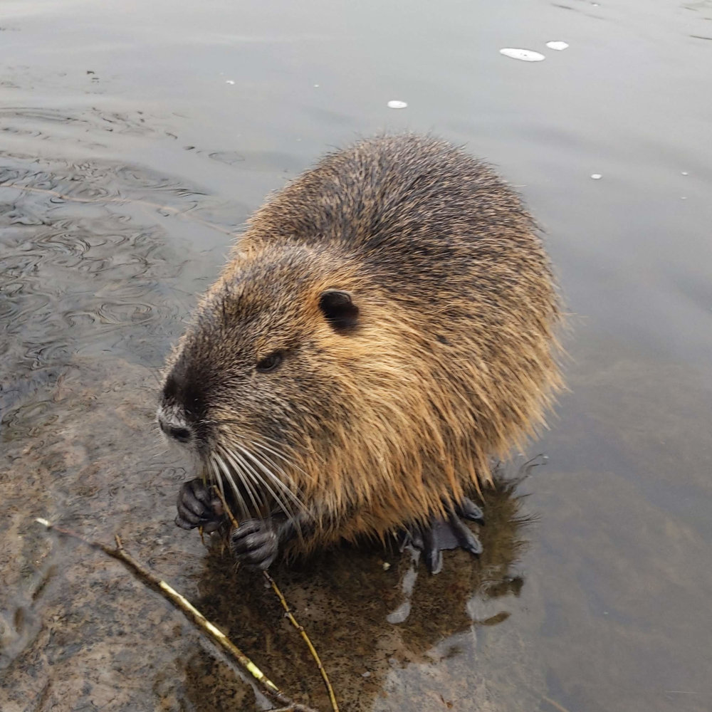 nutrie říční