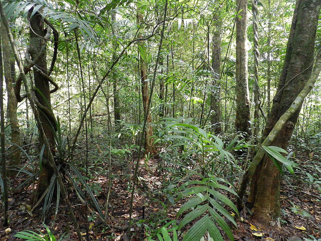 tropický deštný les