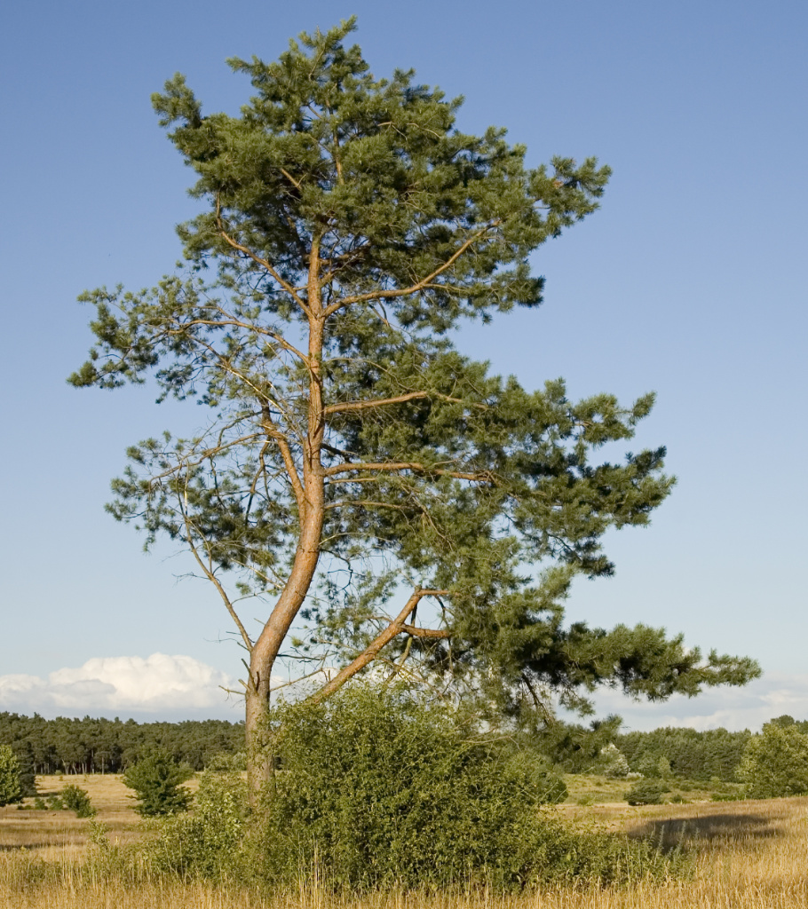 borovice lesní