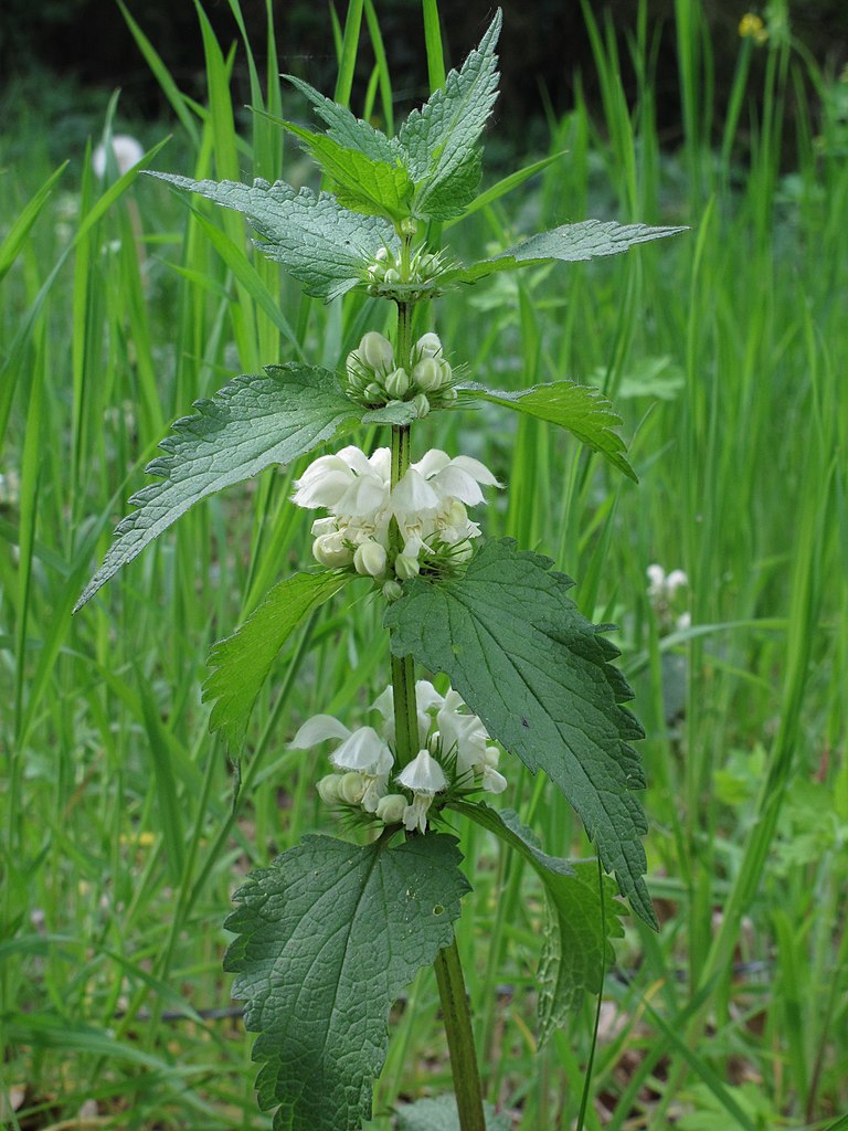 hluchavka bílá