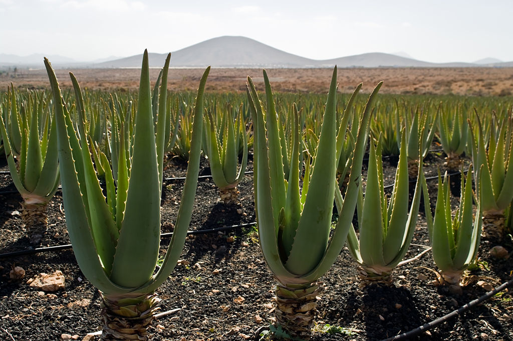 aloe pravá (<i>Aloe vera</i>)