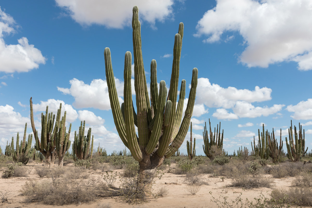 sloupový kaktus
