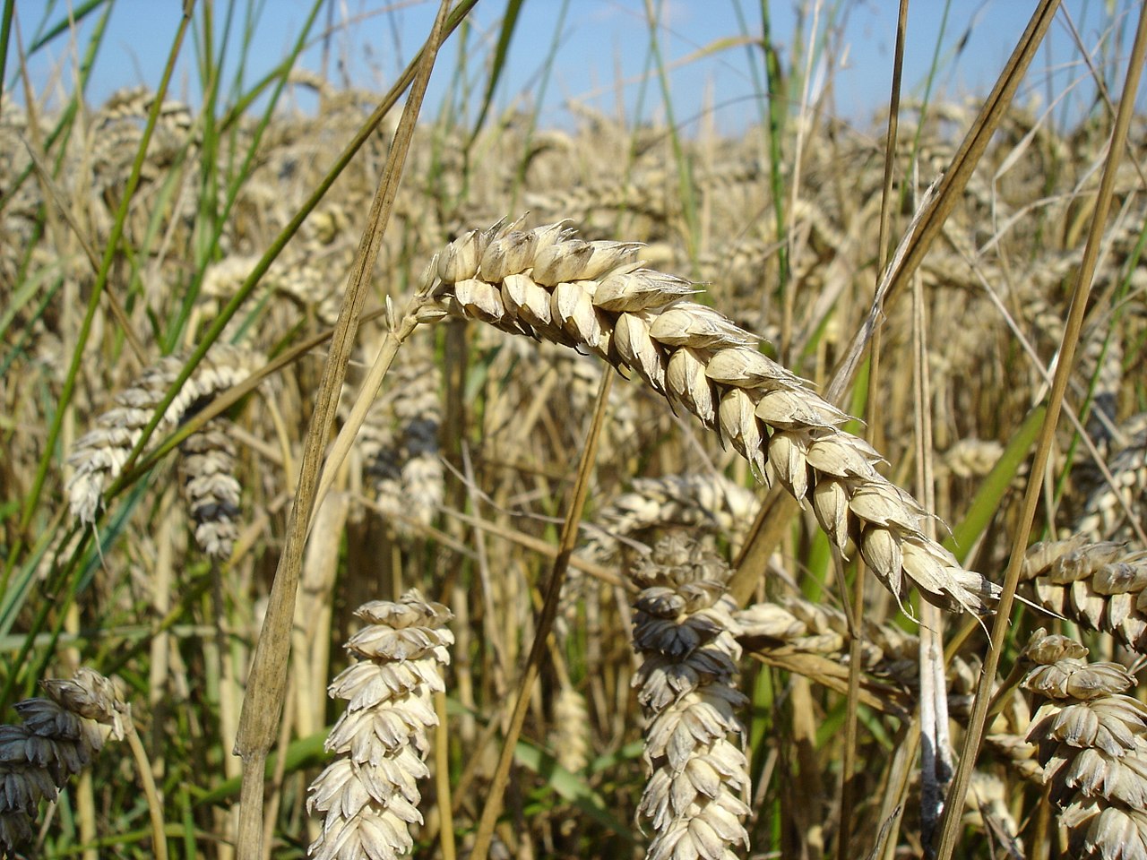 pšenice setá