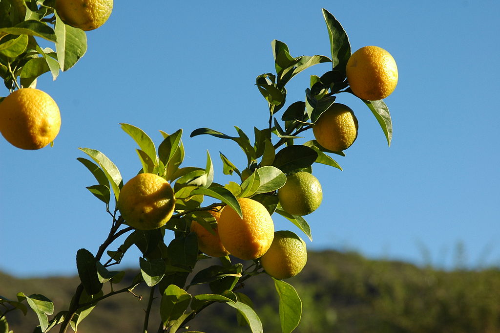 citroník