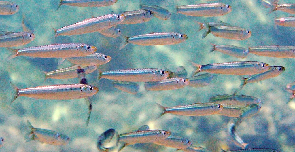 sardinka obecná