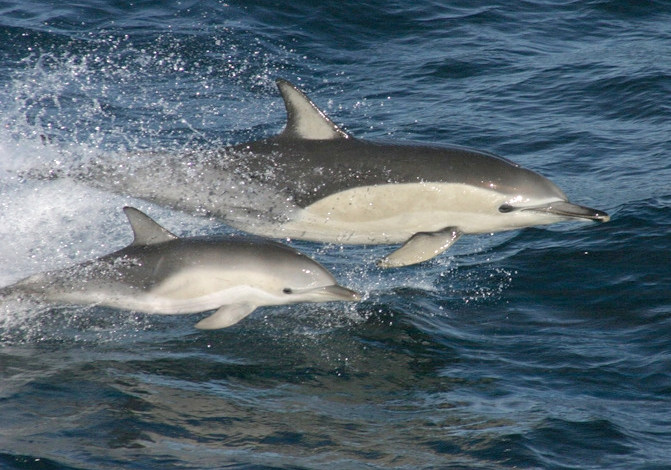delfín obecný