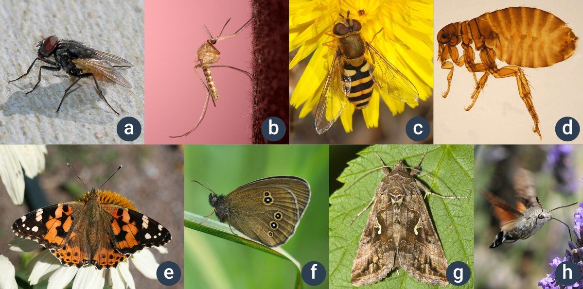 příklady hmyzu s proměnou dokonalou