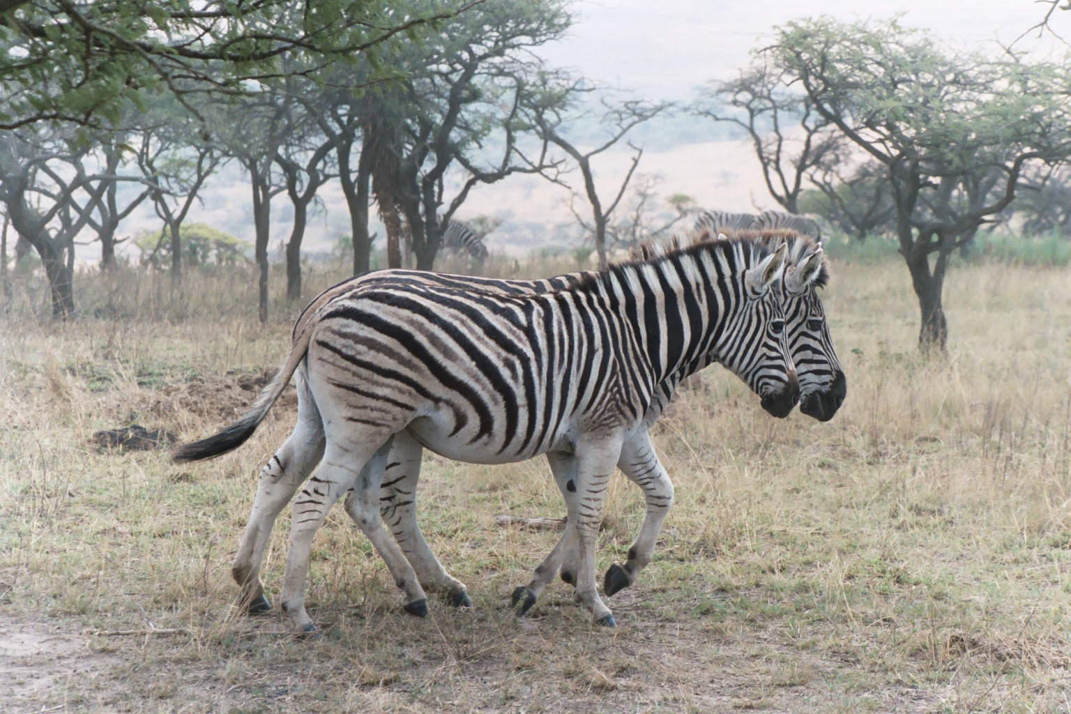 zebra Chapmanova