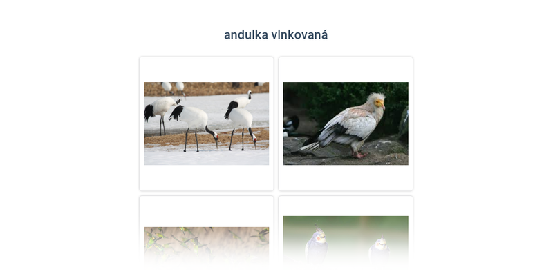 Exotičtí ptáci