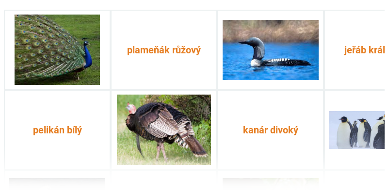Exotičtí ptáci