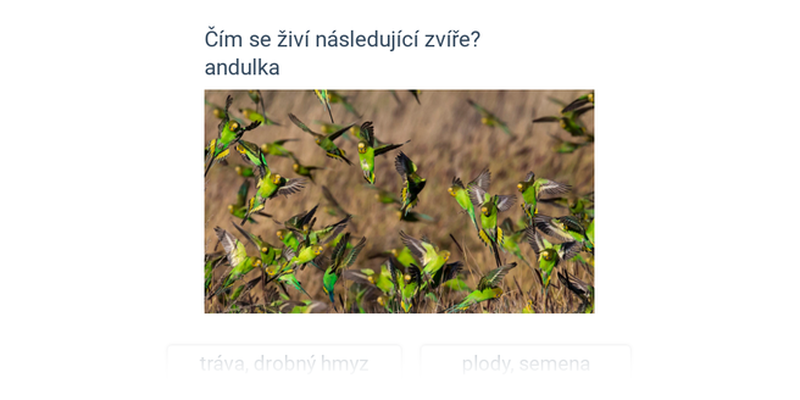 Čím se živí exotičtí ptáci