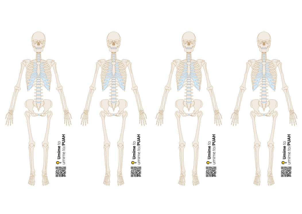 Schémata lidské kostry k rozstříhání a popisu