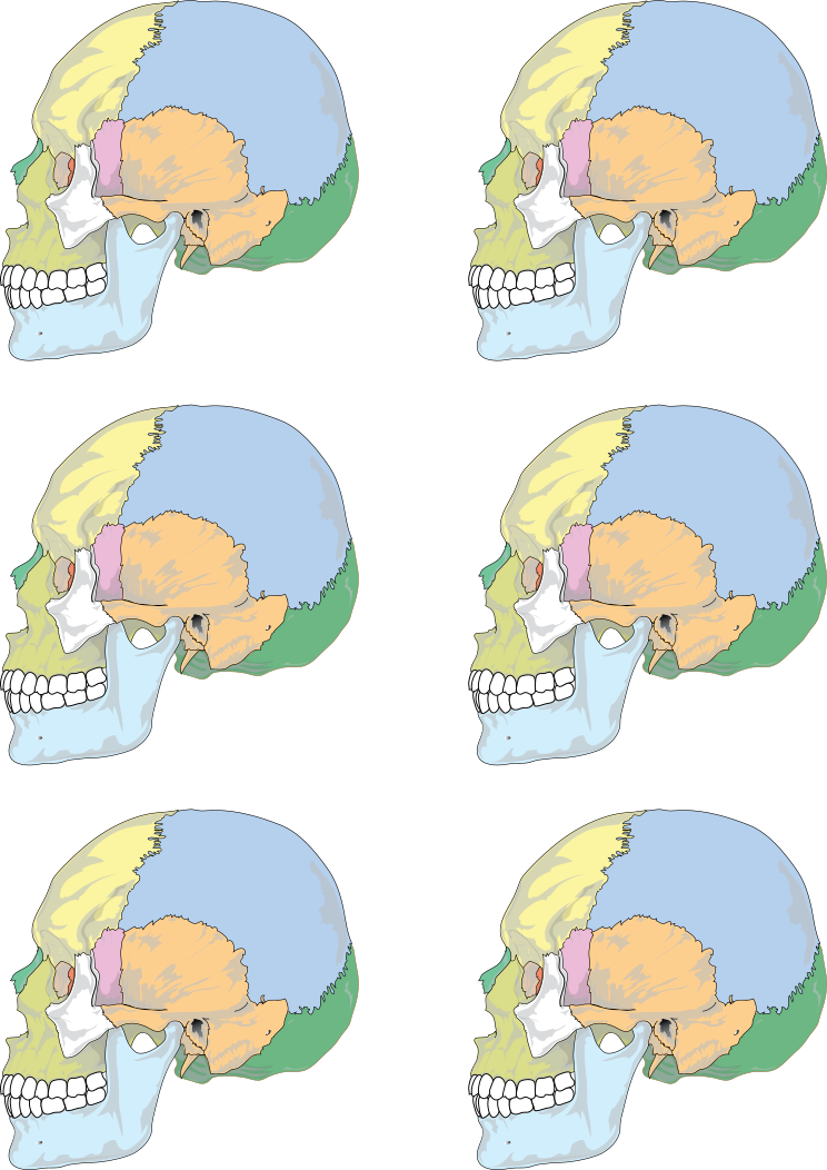 Schémata lebky z bočního pohledu k rozstříhání a popisu