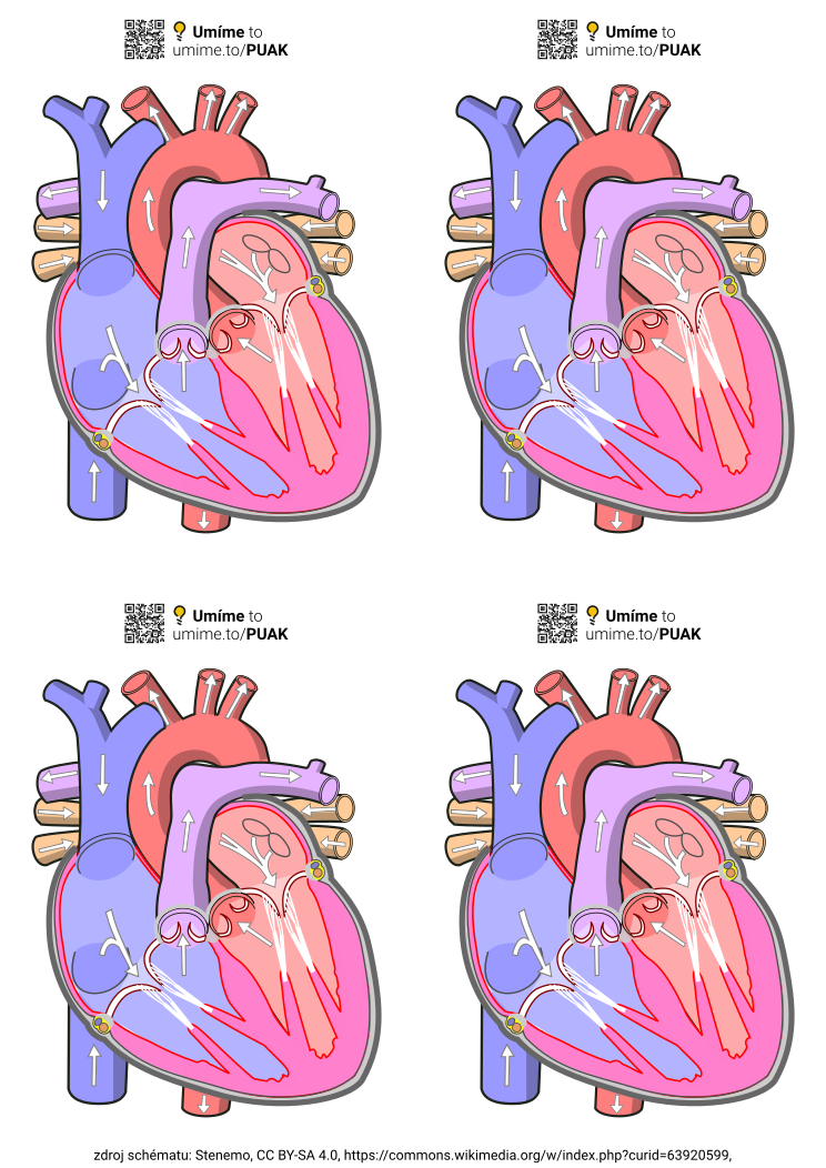 Schémata srdce k rozstříhání a popisu