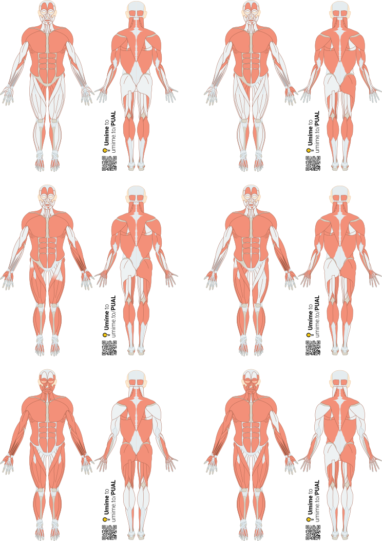 Schémata svalů k rozstříhání a popisu