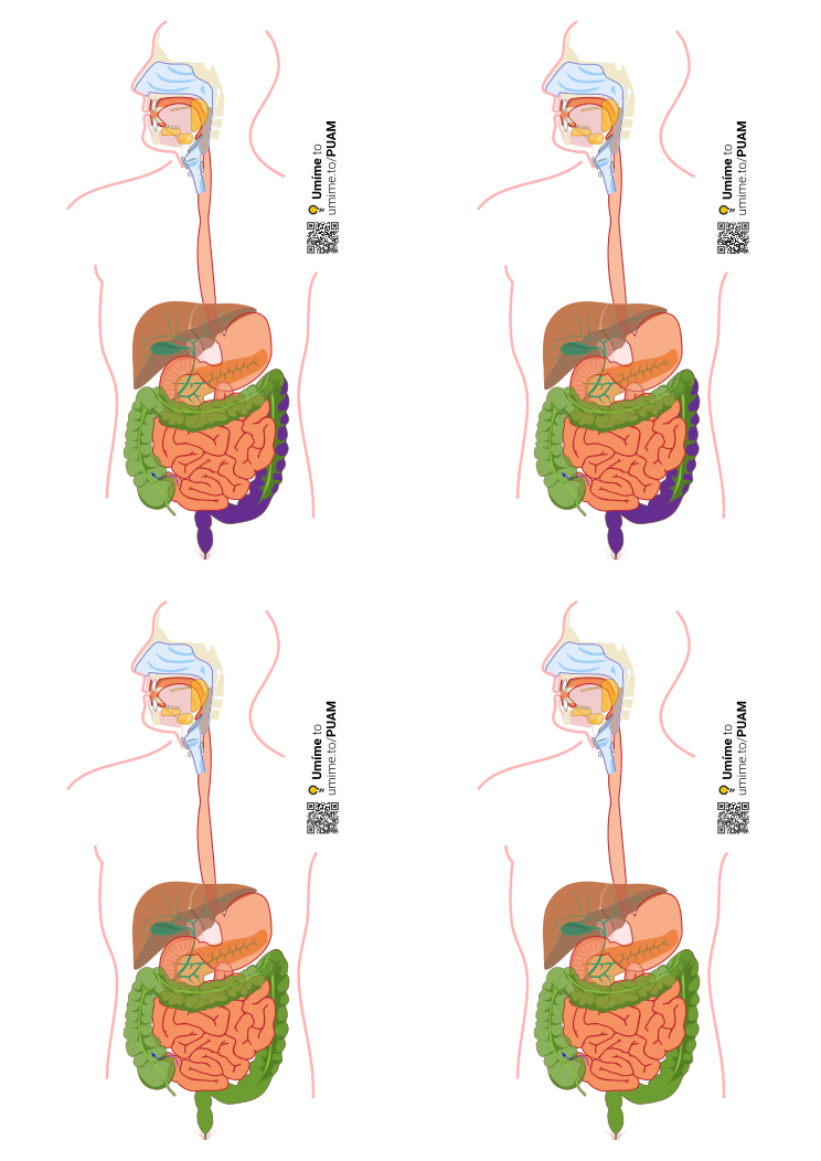 Schémata trávicí soustavy k rozstříhání a popisu