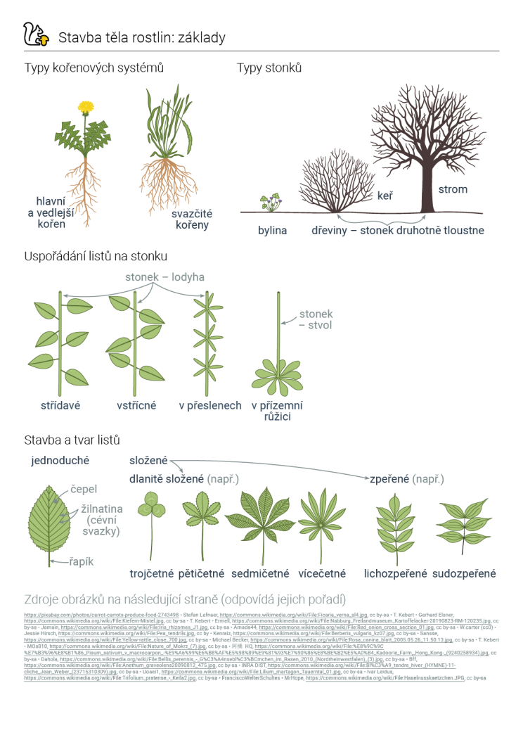 Stavba těla rostlin: základy